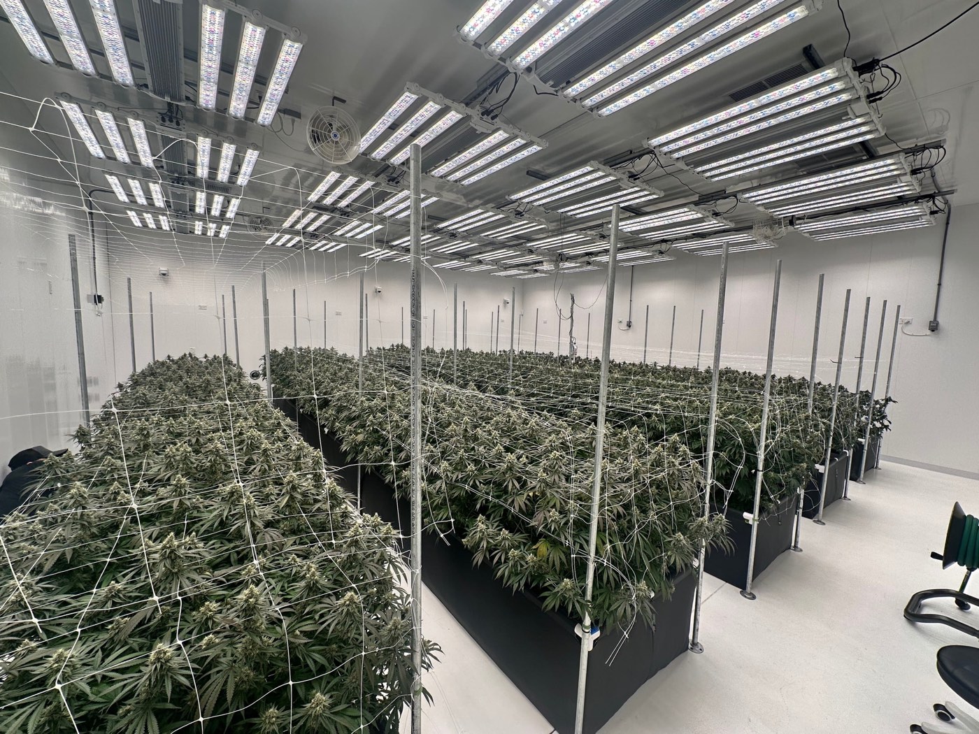 Rows of plants in the Bass River Buds indoor raised beds