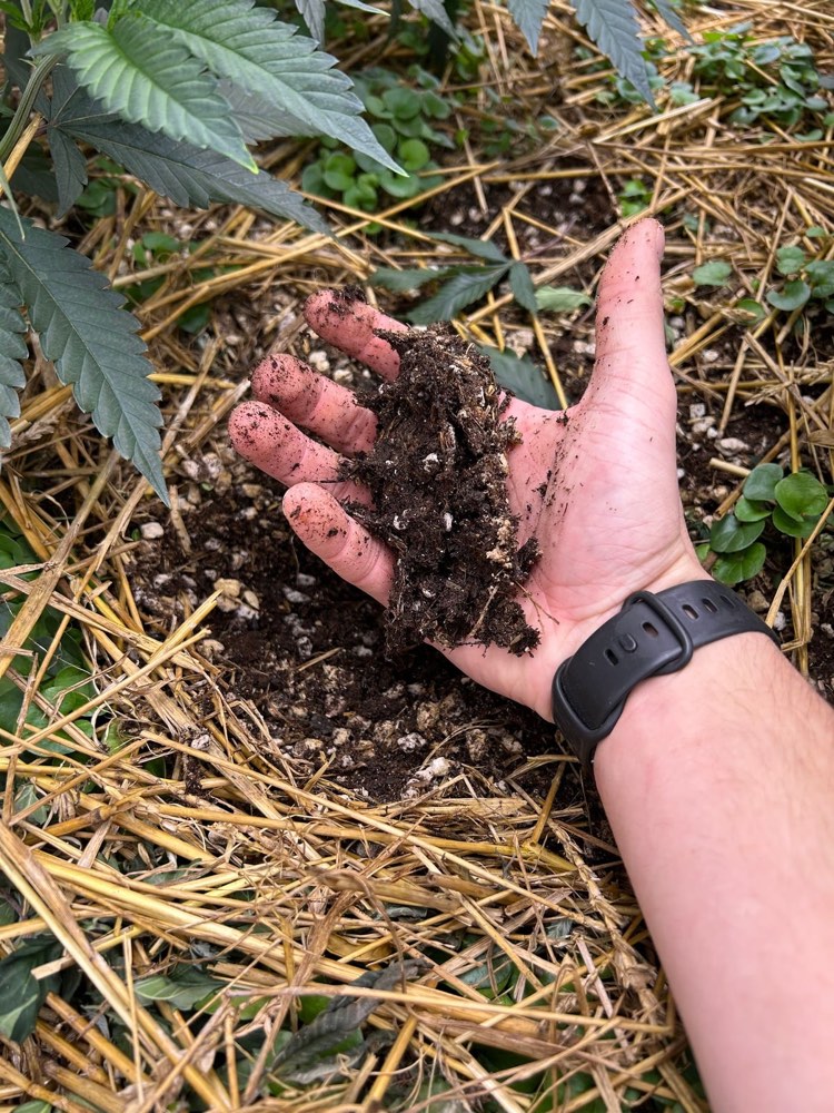 A hand holding living soil from a Bass River Buds raised bed