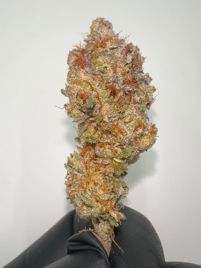 Grape Gary flower by Bass River Buds