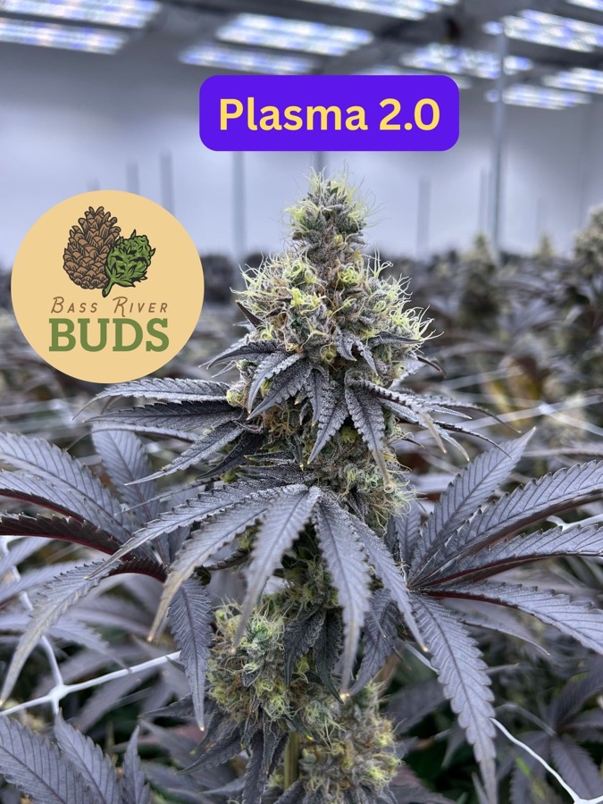 Plasma 2.0 flower by Bass River Buds
