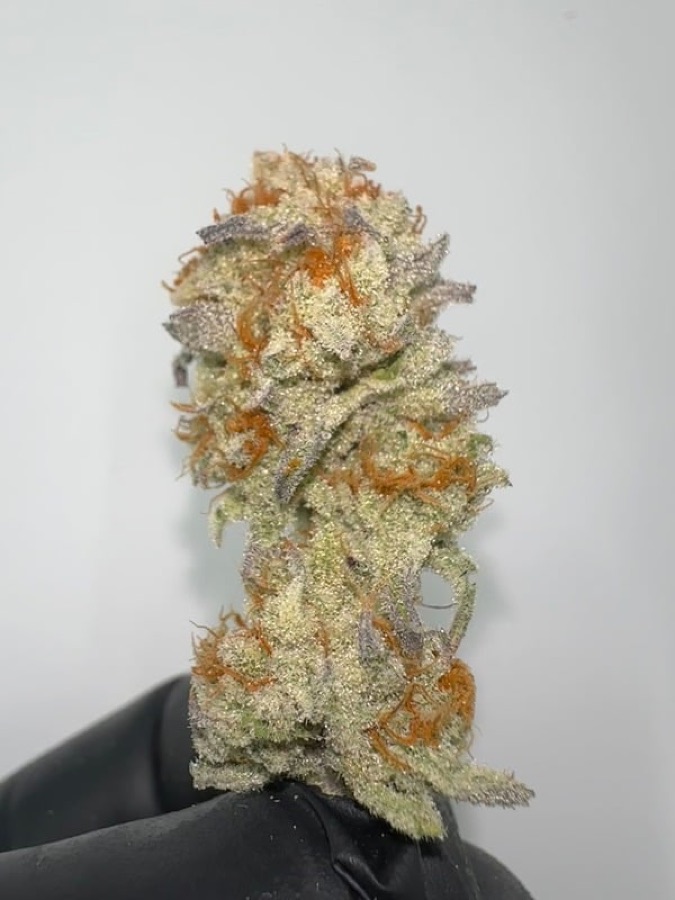 Platinum Dolato flower by Bass River Buds